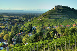 An den Hängen des Schlossbergs fühlen sich Weintrauben besonders wohl